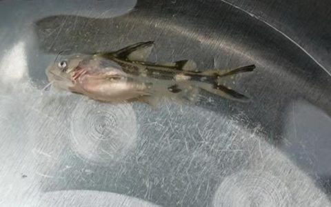 黄骨鱼养殖技术及成本，养黄骨鱼是不是骗局？