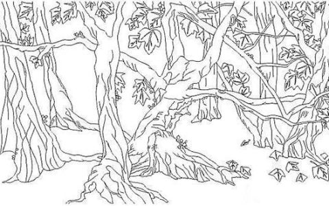 白杨树的特点和精神的图片（白杨树的特点二年级）